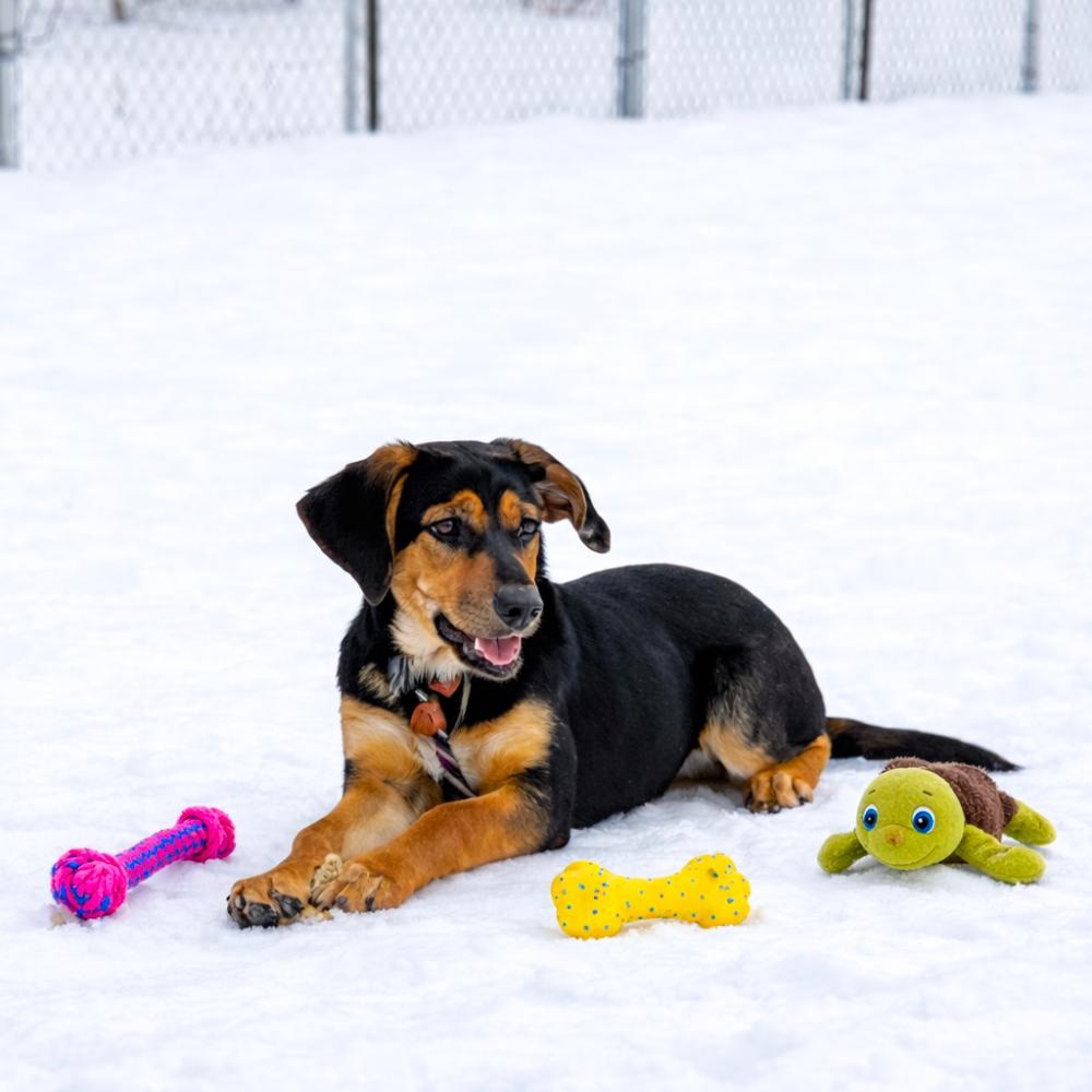 Enlarge Yanna, an adopted mixed breed in Cheboygan, MI image 5/6