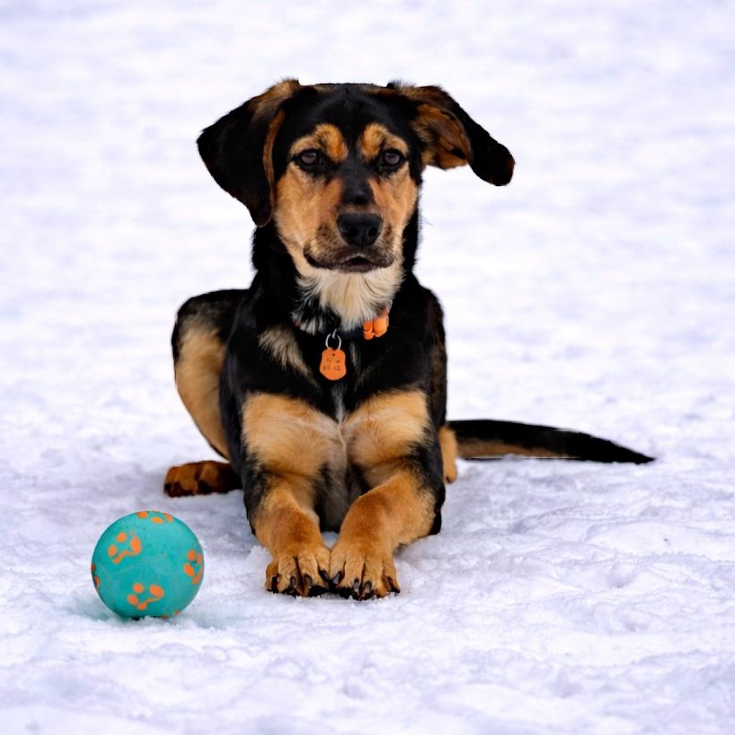 Enlarge Yanna, an adopted mixed breed in Cheboygan, MI image 2/6