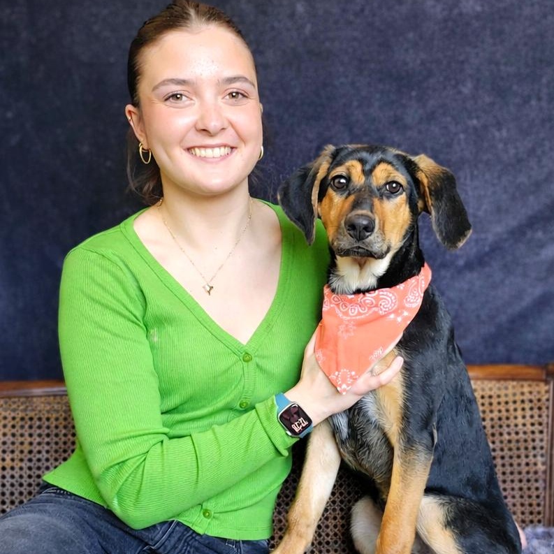 Yanna, adopted, Young Female Shepherd & Beagle.