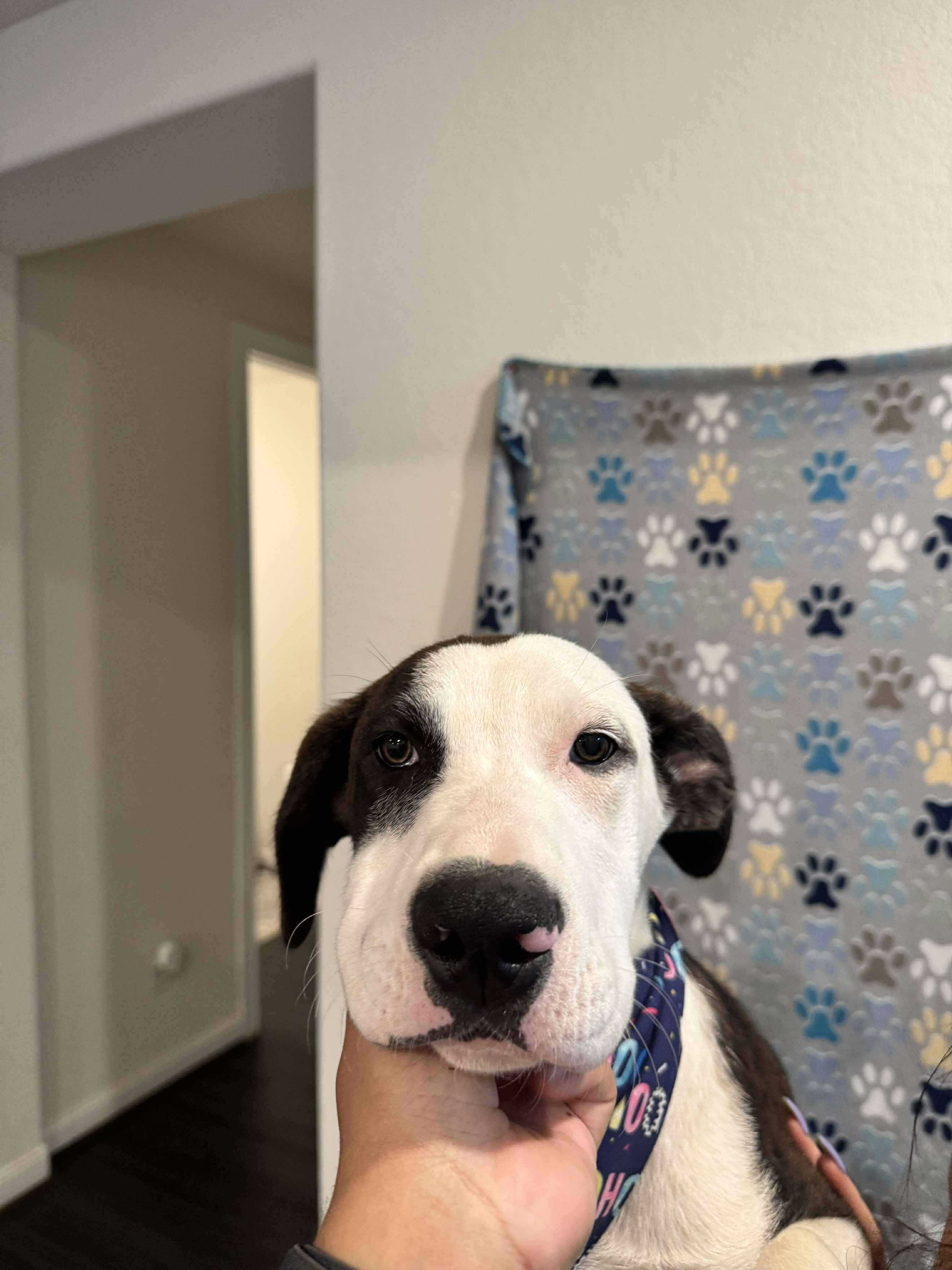 Dog for adoption - Hershey, a Catahoula Leopard Dog Mix in Casper , WY | Petfinder