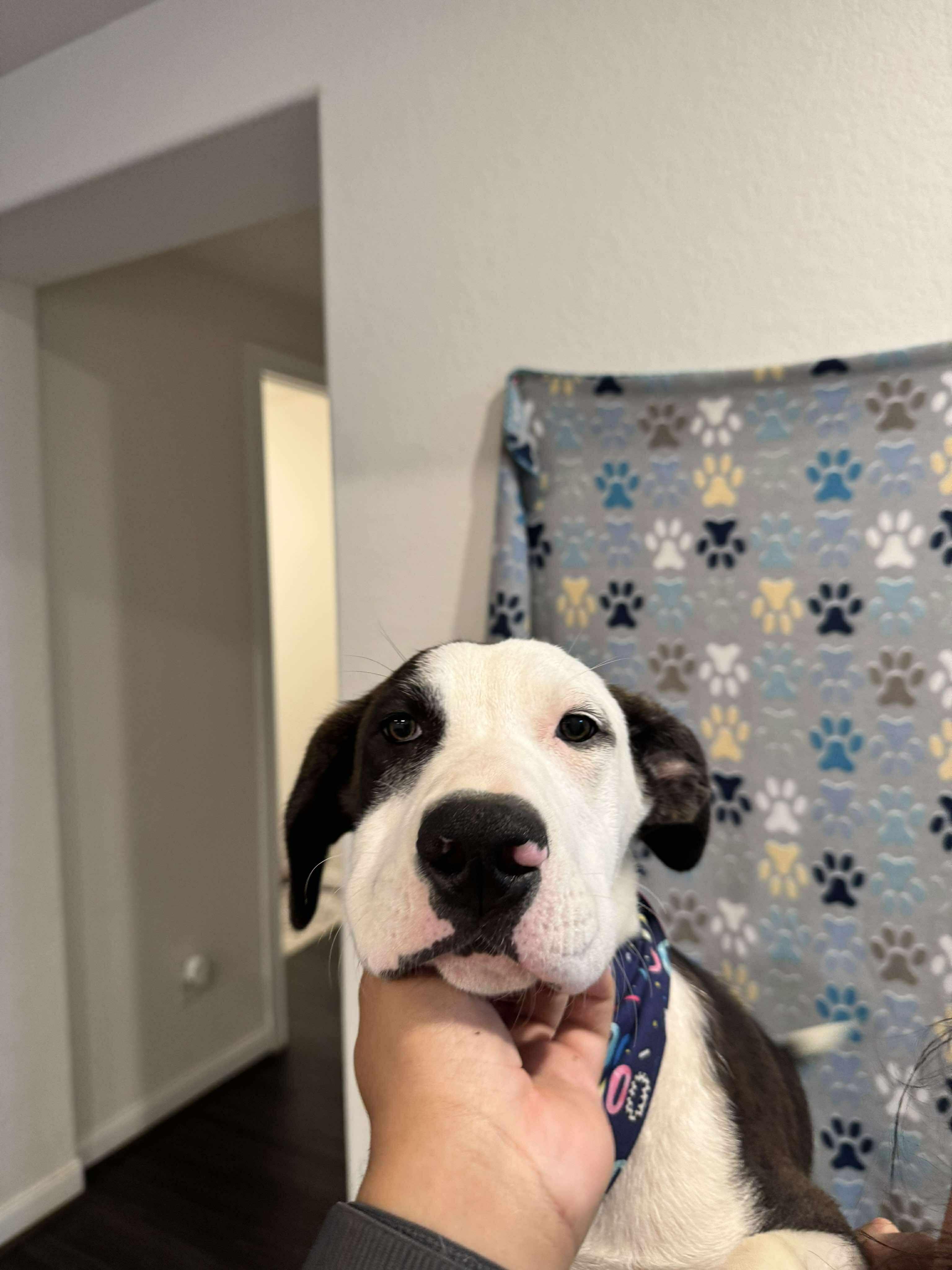 Dog for adoption - Hershey, a Catahoula Leopard Dog Mix in Casper , WY | Petfinder