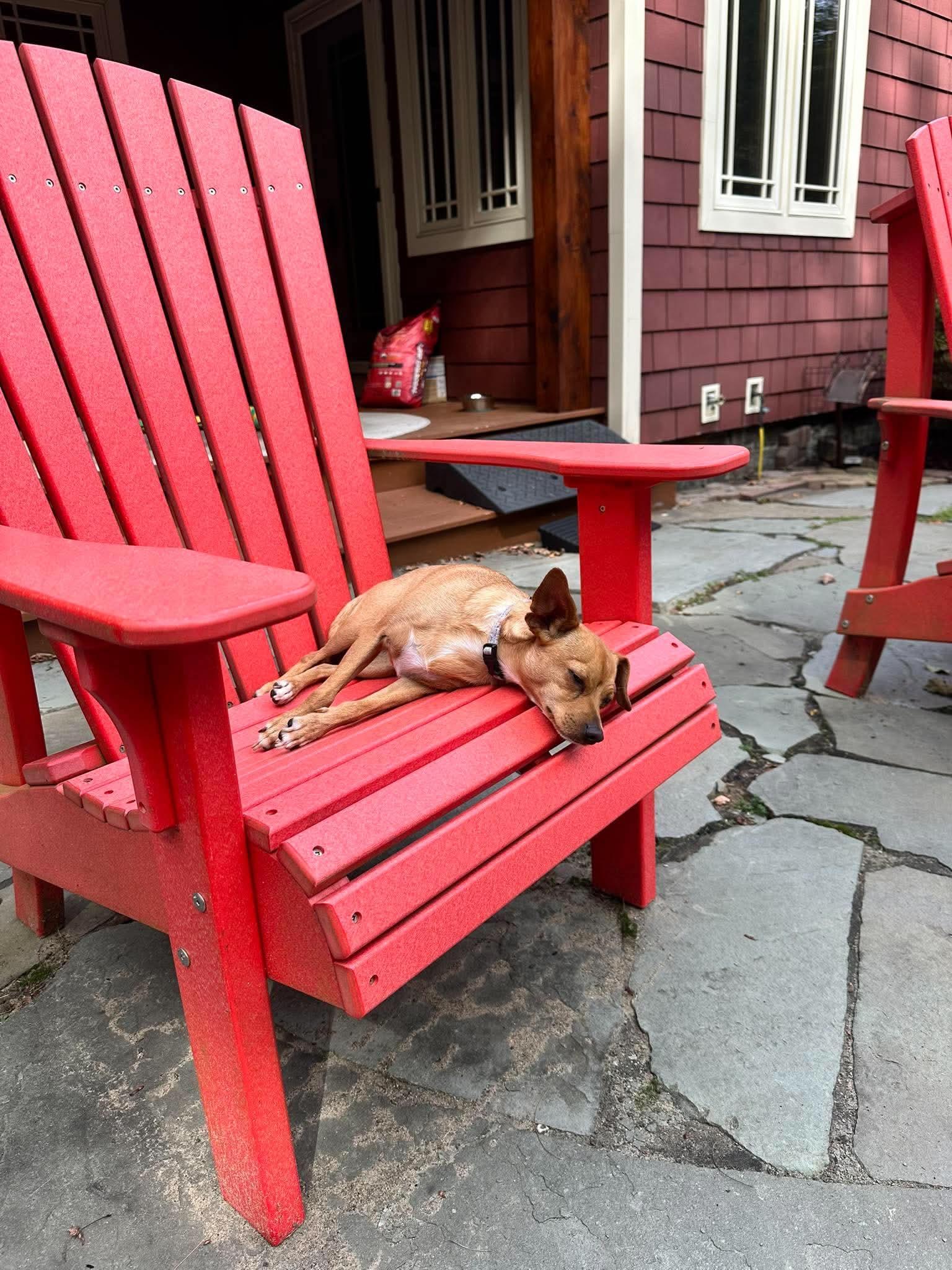TayTay, Adoptable, Young Female Chihuahua.