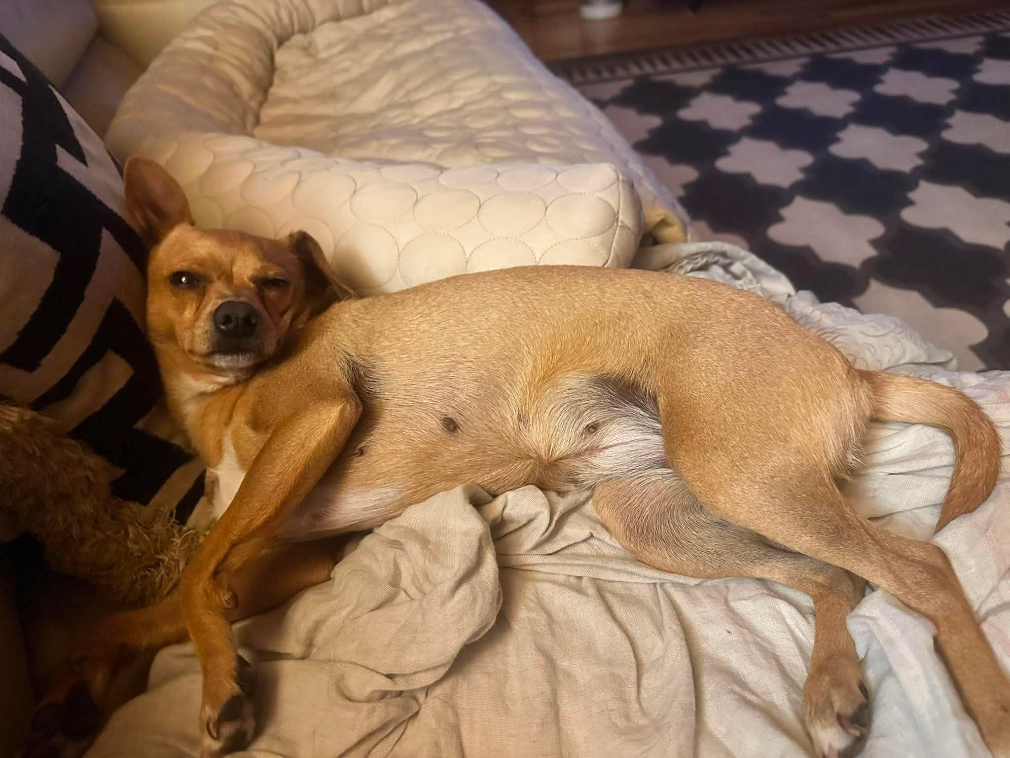 TayTay, a Adoptable mixed breed in Argyle, NY image 4/6