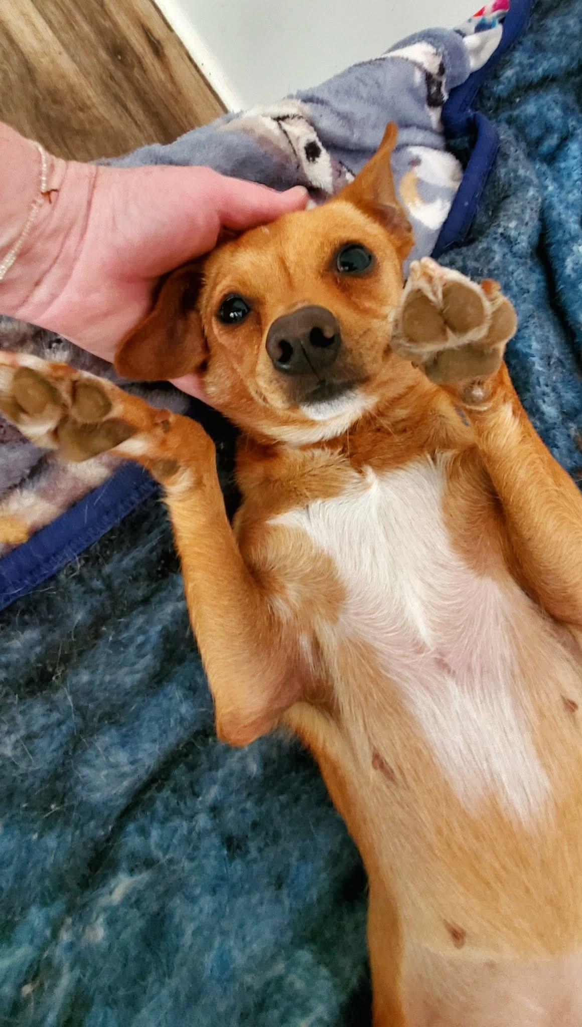 Enlarge TayTay, a Adoptable mixed breed in Argyle, NY image 4/6