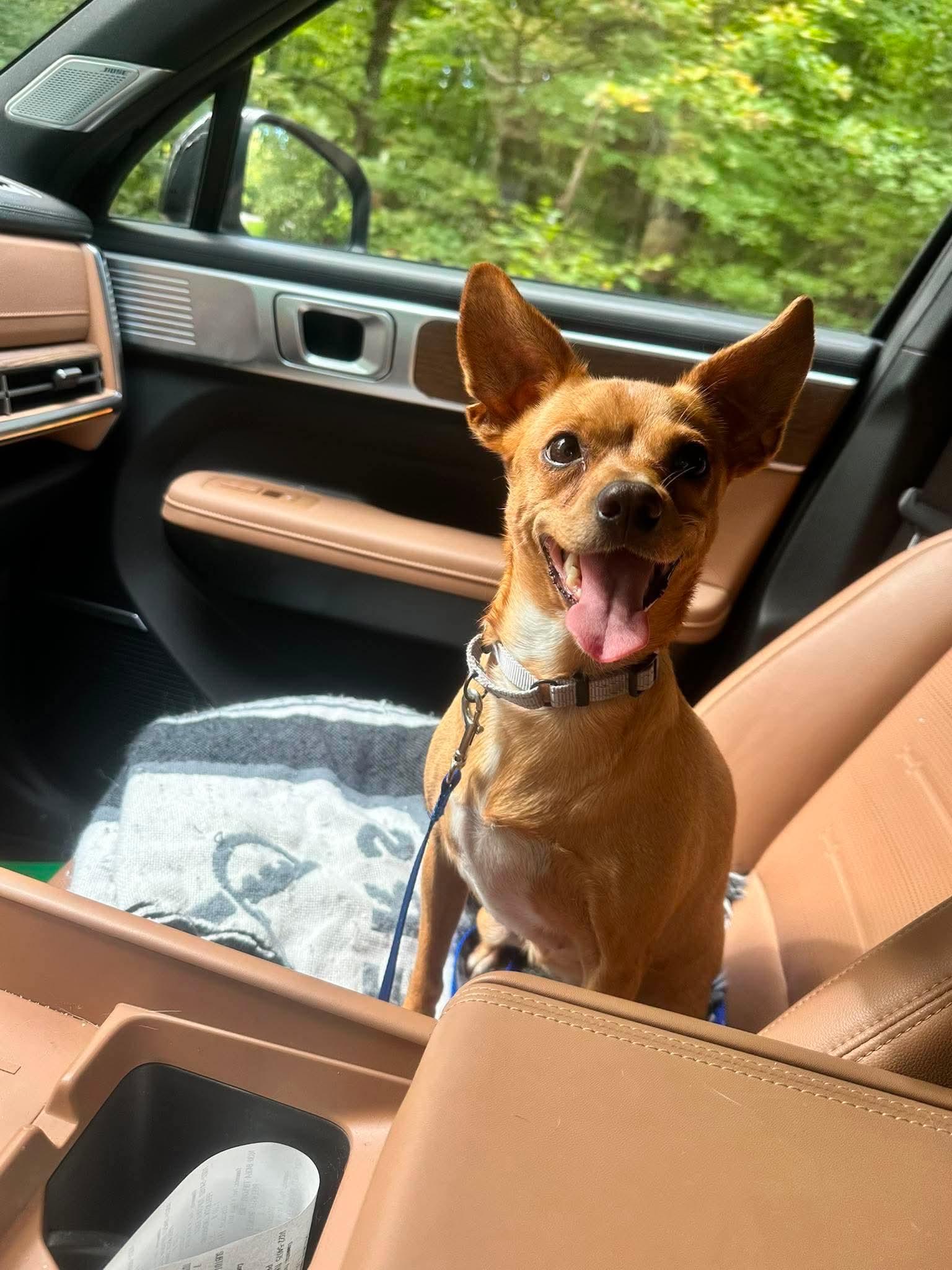 TayTay, Adoptable, Young Female Chihuahua.