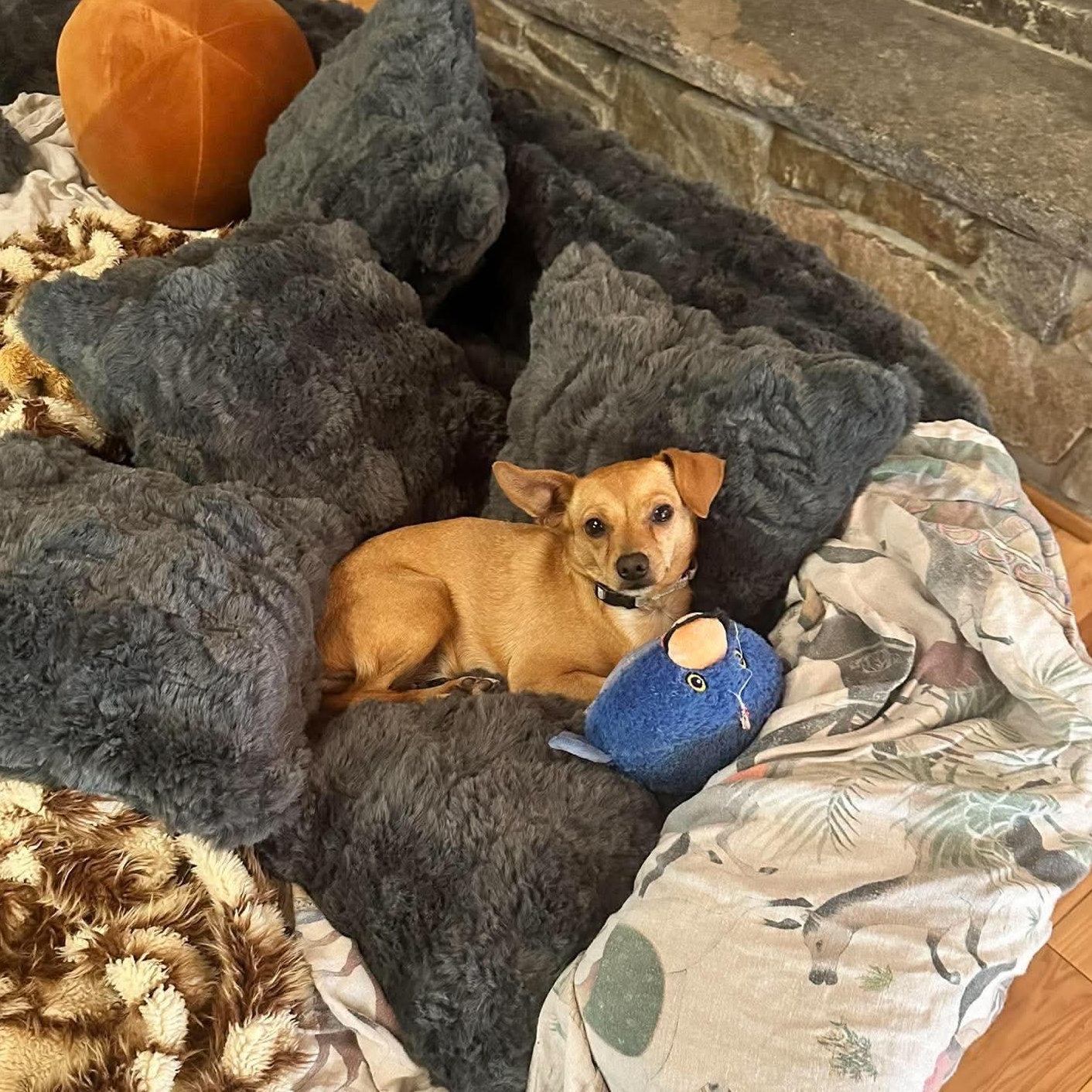 TayTay, a Adoptable mixed breed in Argyle, NY image 6/6