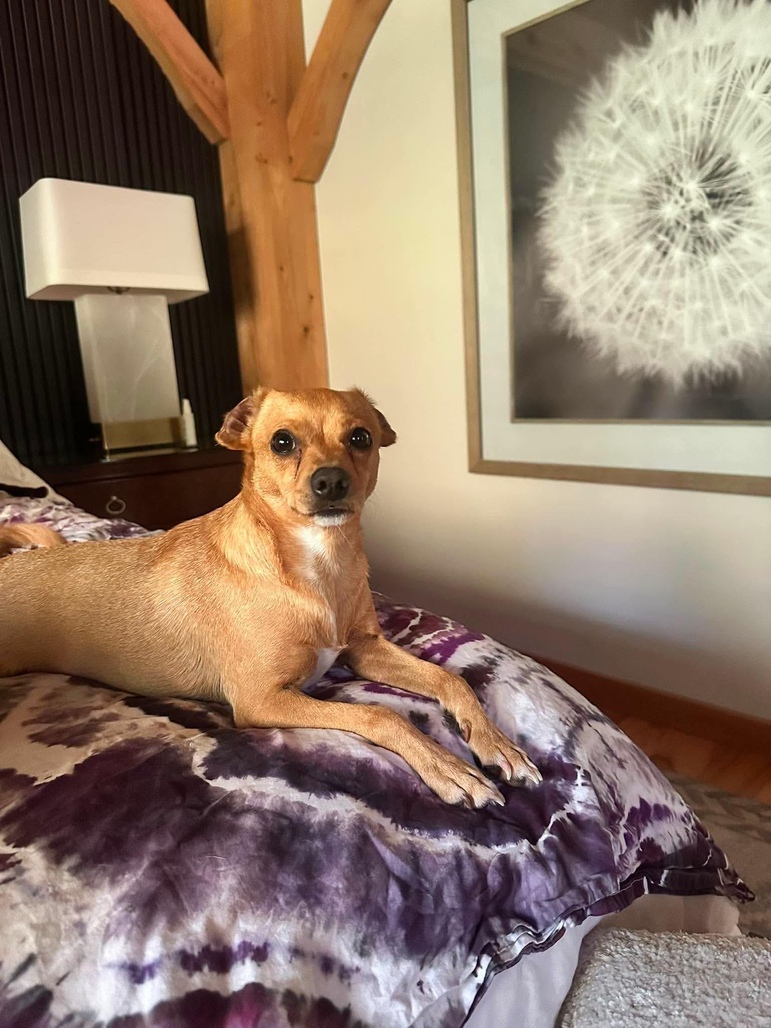 TayTay, a Adoptable mixed breed in Argyle, NY image 5/6