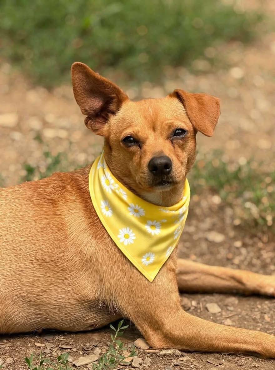 TayTay, Adoptable, Young Female Chihuahua.