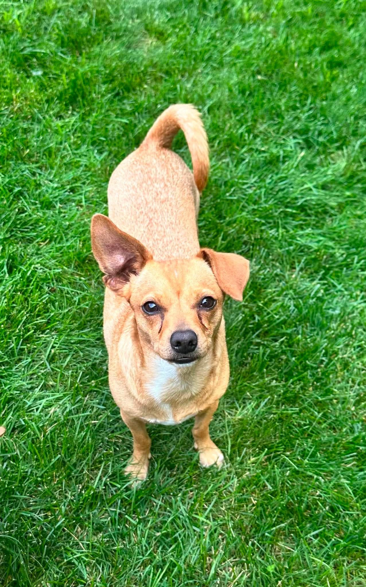 TayTay, a Adoptable mixed breed in Argyle, NY image 1/6