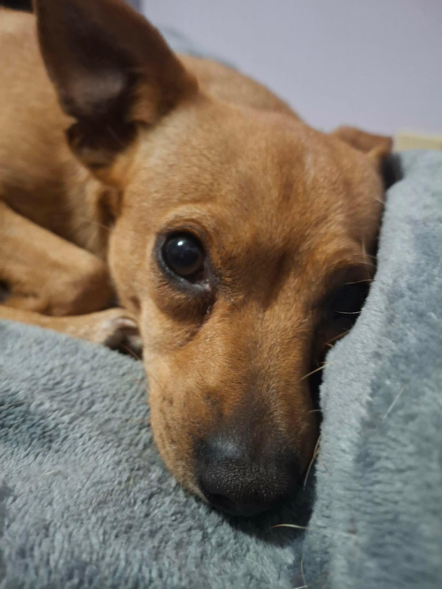 Enlarge TayTay, a Adoptable mixed breed in Argyle, NY image 5/6