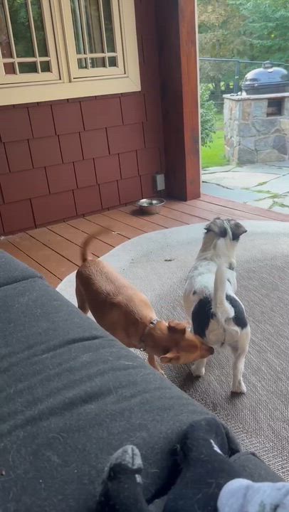 Enlarge TayTay, a Adoptable mixed breed in Argyle, NY video 6/6
