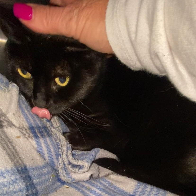 Mochi, Adult Male Domestic Short Hair