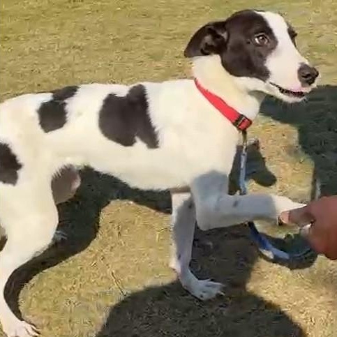 The Marvelous Ms. MEENA, an adoptable Canaan Dog, Saluki in Babylon, NY, 11702 | Photo Image 3