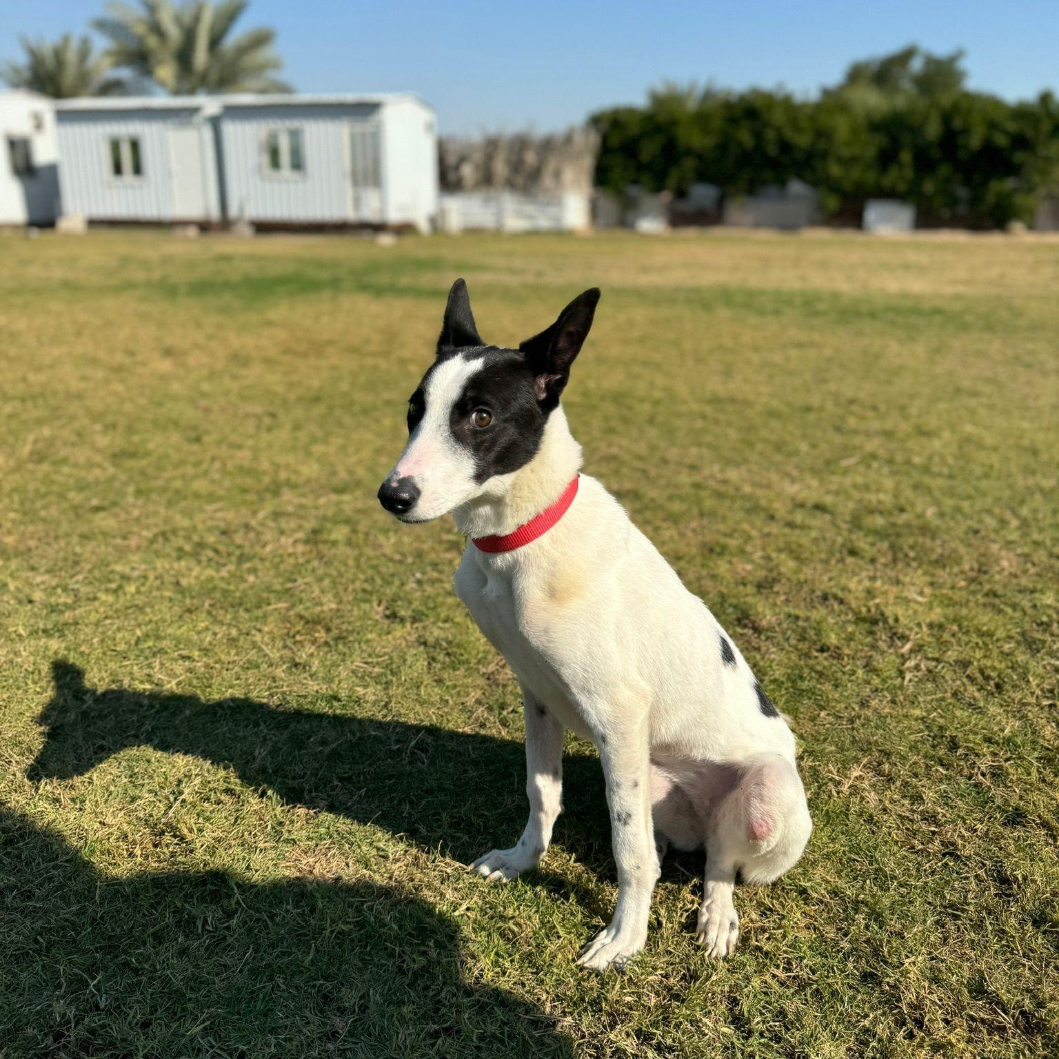 The Marvelous Ms. MEENA, an adoptable Canaan Dog, Saluki in Babylon, NY, 11702 | Photo Image 4