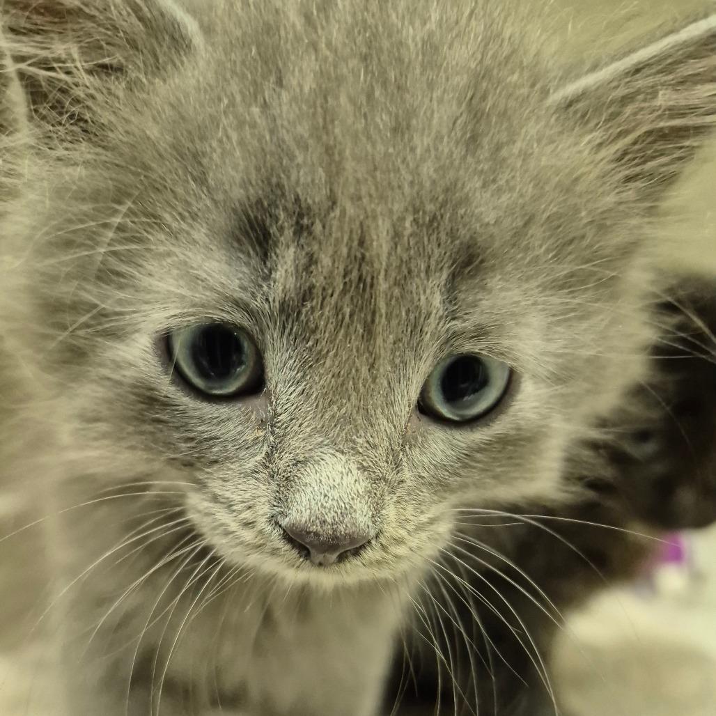 Blaze, Adoptable, Kitten Male Domestic Medium Hair.