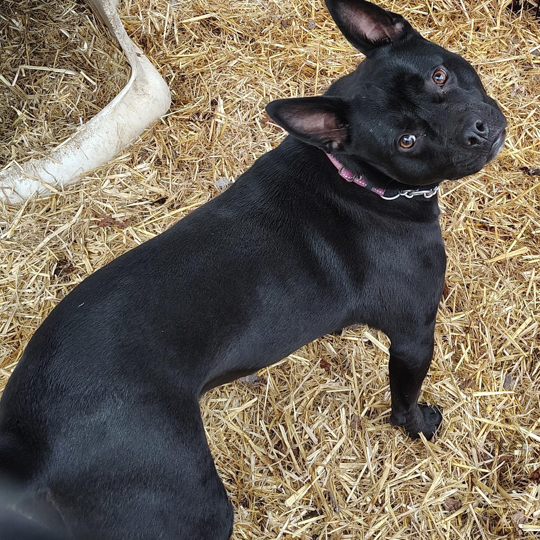 Jean, an adoptable Australian Kelpie in Jasonville, IN, 47438 | Photo Image 3