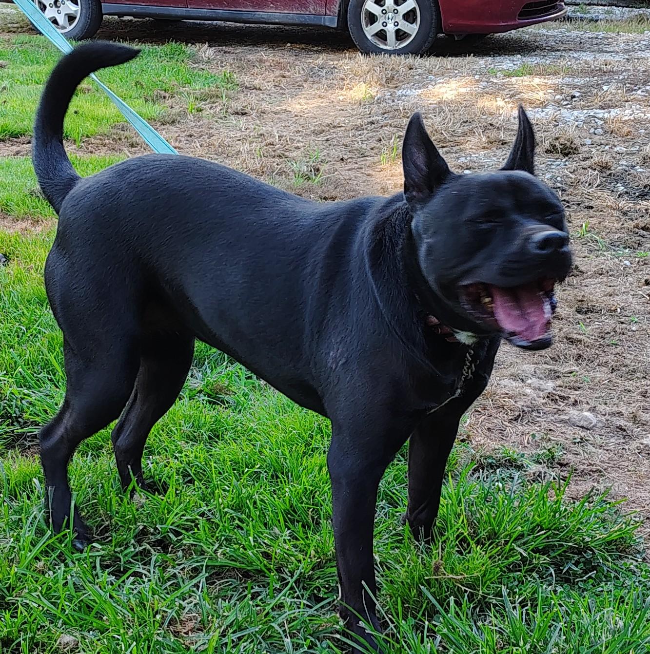 Jean, an adoptable Australian Kelpie in Jasonville, IN, 47438 | Photo Image 1