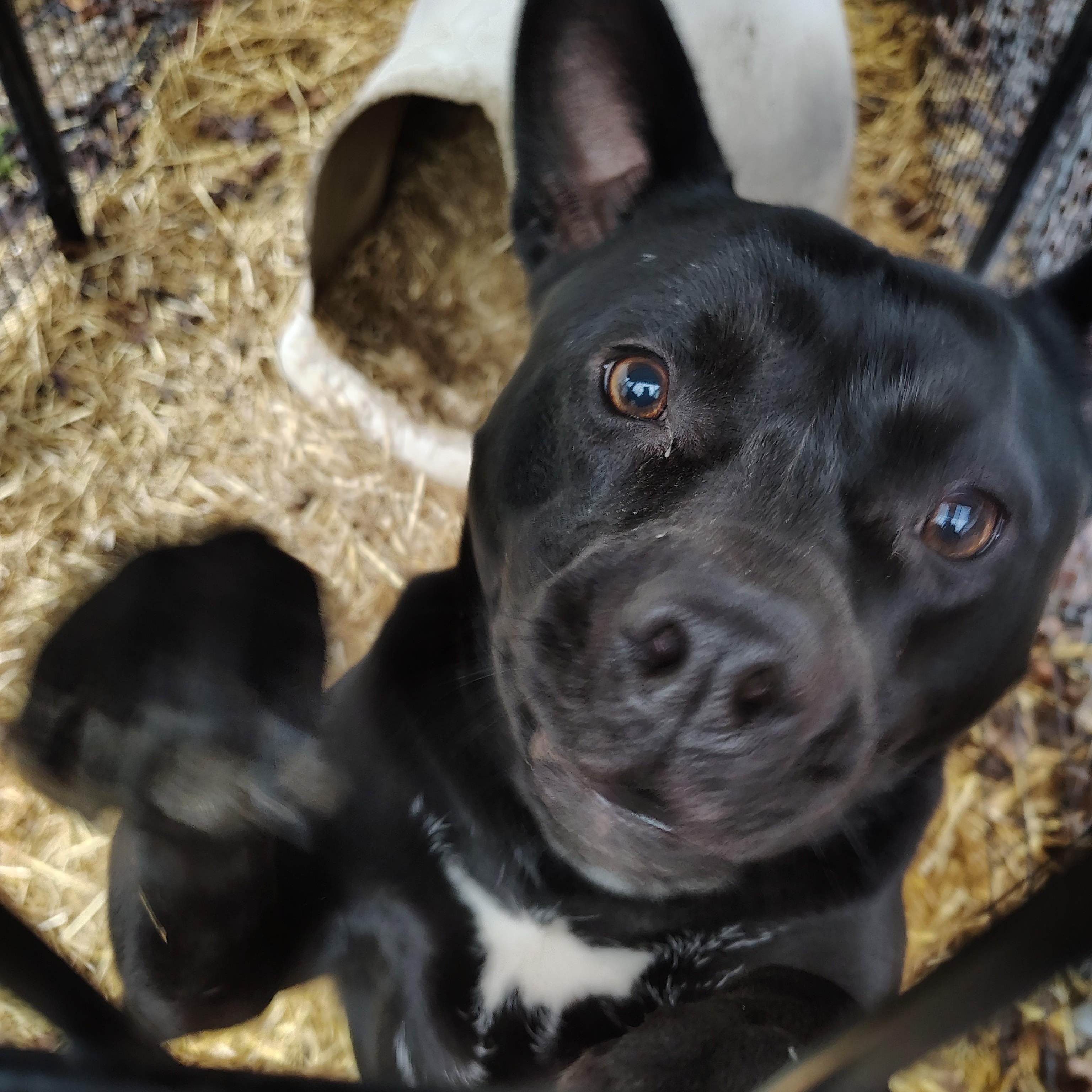 Enlarge Jean, a Adoptable mixed breed in Jasonville, IN image 4/4