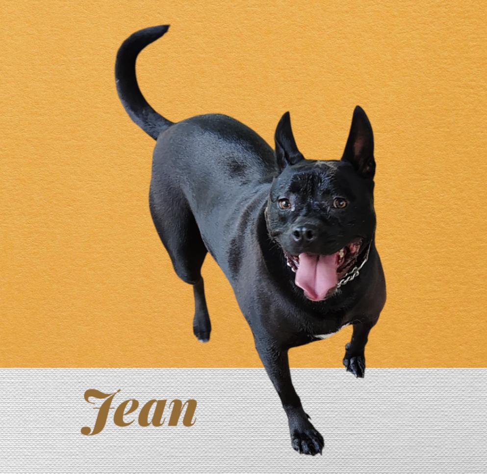 Jean, a Adoptable mixed breed in Jasonville, IN image 1/4