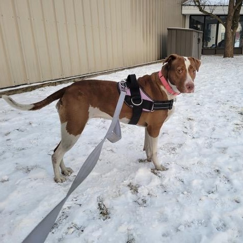 Enlarge Penelope, a ADOPTABLE mixed breed in Williston, VT image 1/6
