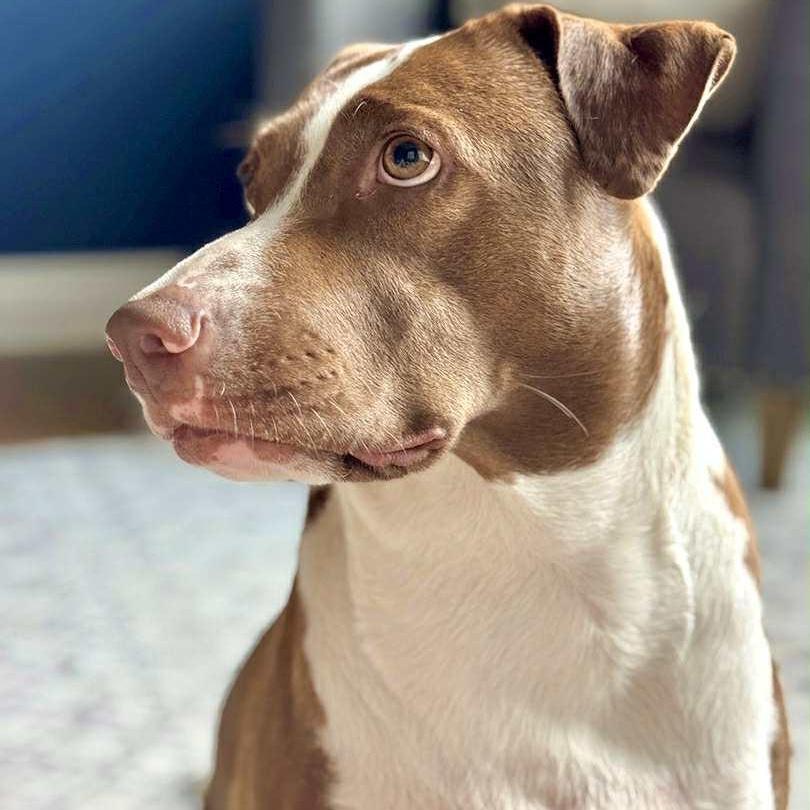 Enlarge Penelope, a ADOPTABLE mixed breed in Williston, VT image 2/6