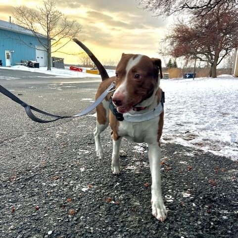 Enlarge Penelope, a ADOPTABLE mixed breed in Williston, VT image 4/6