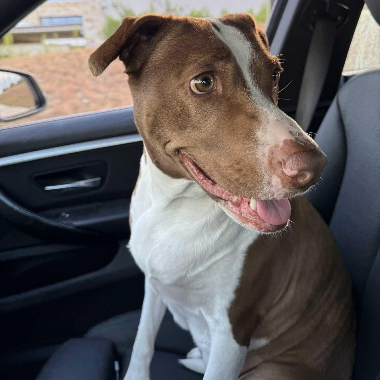 Enlarge Penelope, a ADOPTABLE mixed breed in Williston, VT image 5/6