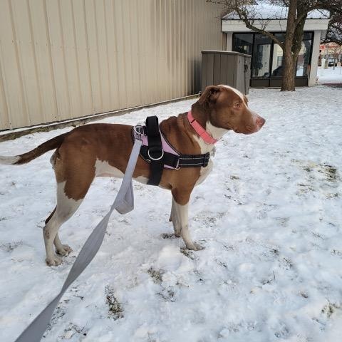 Enlarge Penelope, a ADOPTABLE mixed breed in Williston, VT image 3/6