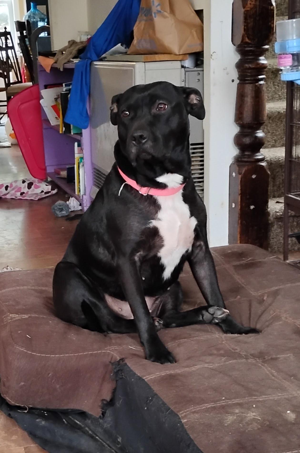 Nelly, a ADOPTABLE mixed breed in Bristol, VT image 1/4