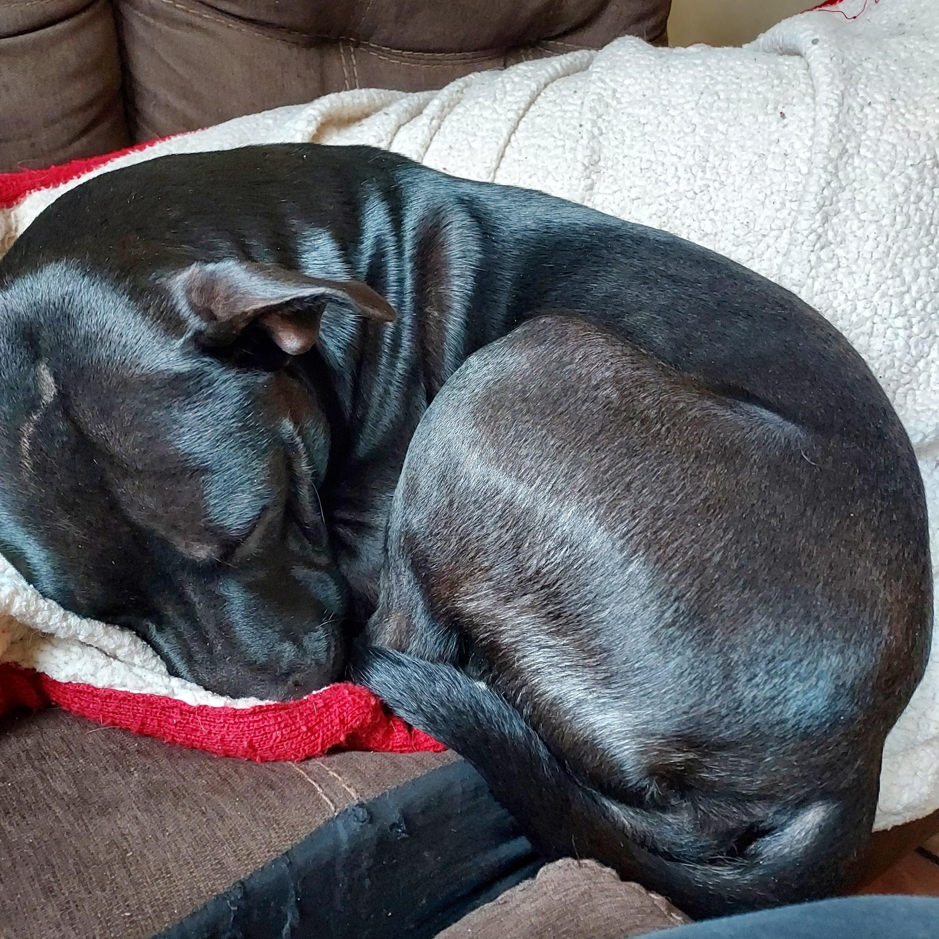 Nelly, a ADOPTABLE mixed breed in Bristol, VT image 3/4