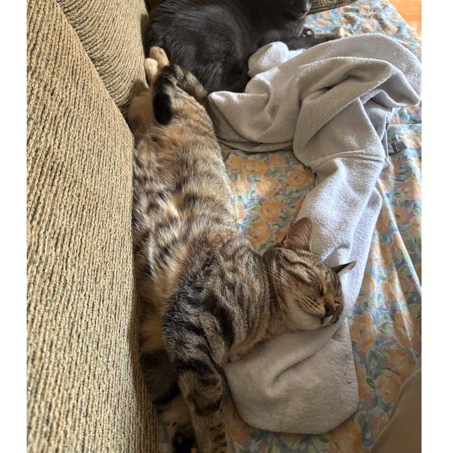 Stardust (Dusty), an adoptable Domestic Short Hair in Brooklyn , NY image 6/6