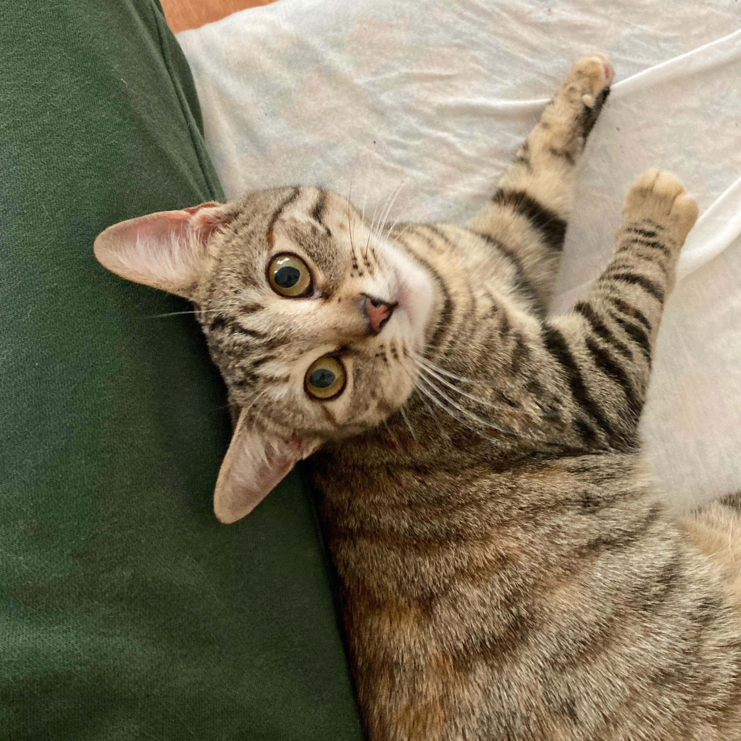 Stardust (Dusty), an adoptable Domestic Short Hair in Brooklyn , NY image 2/6