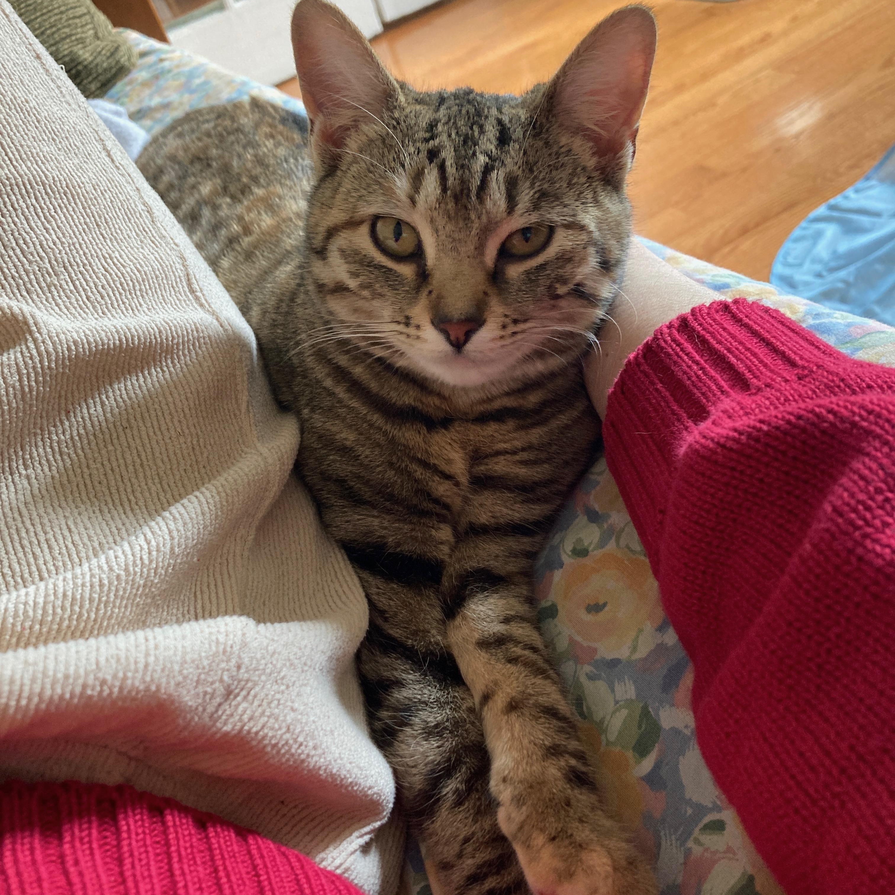 Stardust (Dusty), an adoptable Domestic Short Hair in Brooklyn , NY image 5/6