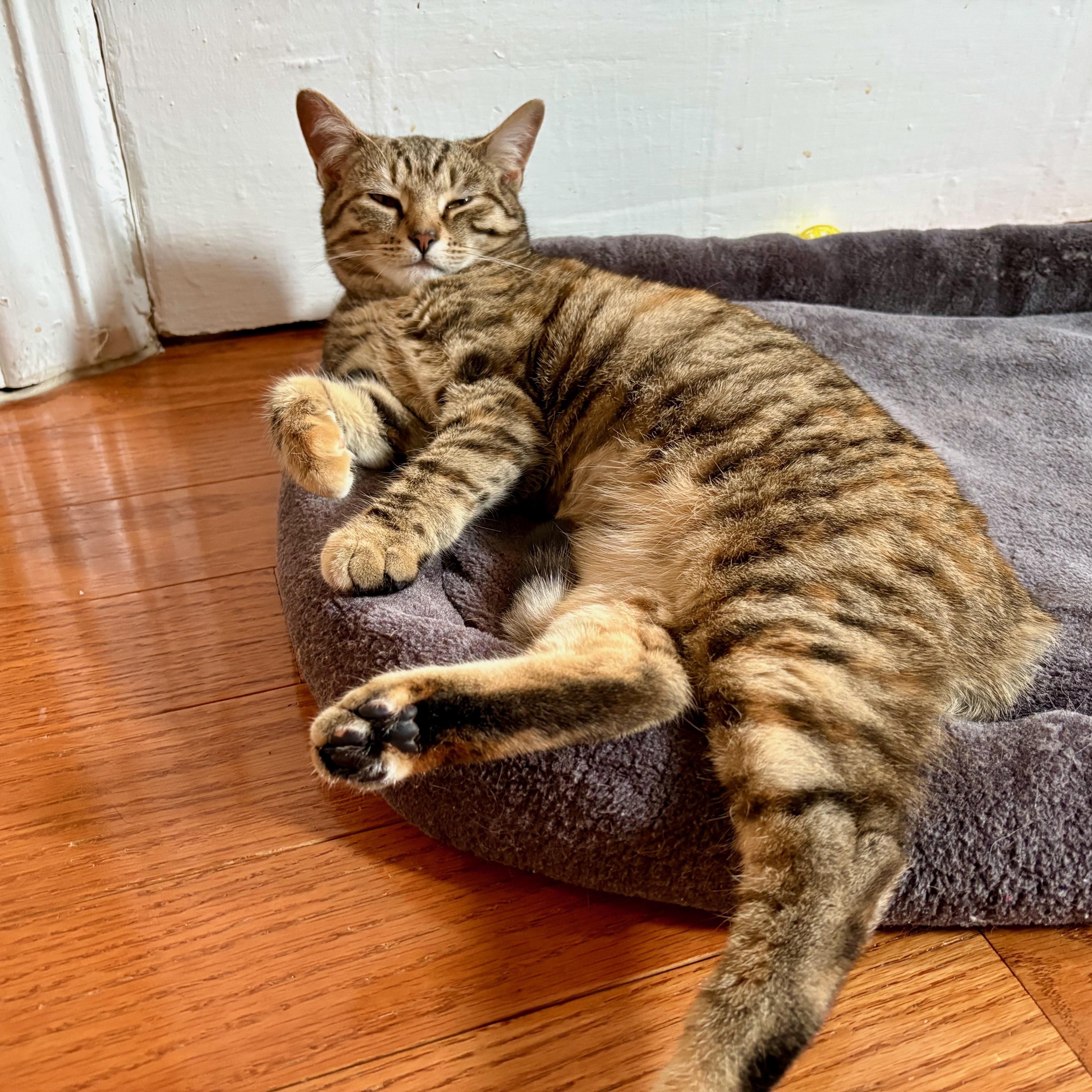 Stardust (Dusty), an adoptable Domestic Short Hair in Brooklyn , NY image 3/6