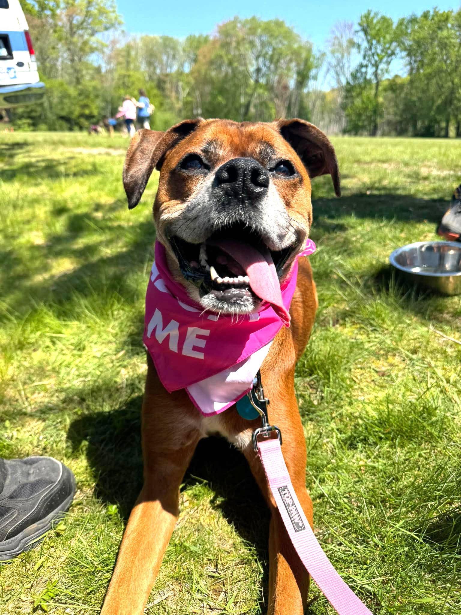 Maple JC in RI, Adoptable, Adult Female Boxer.