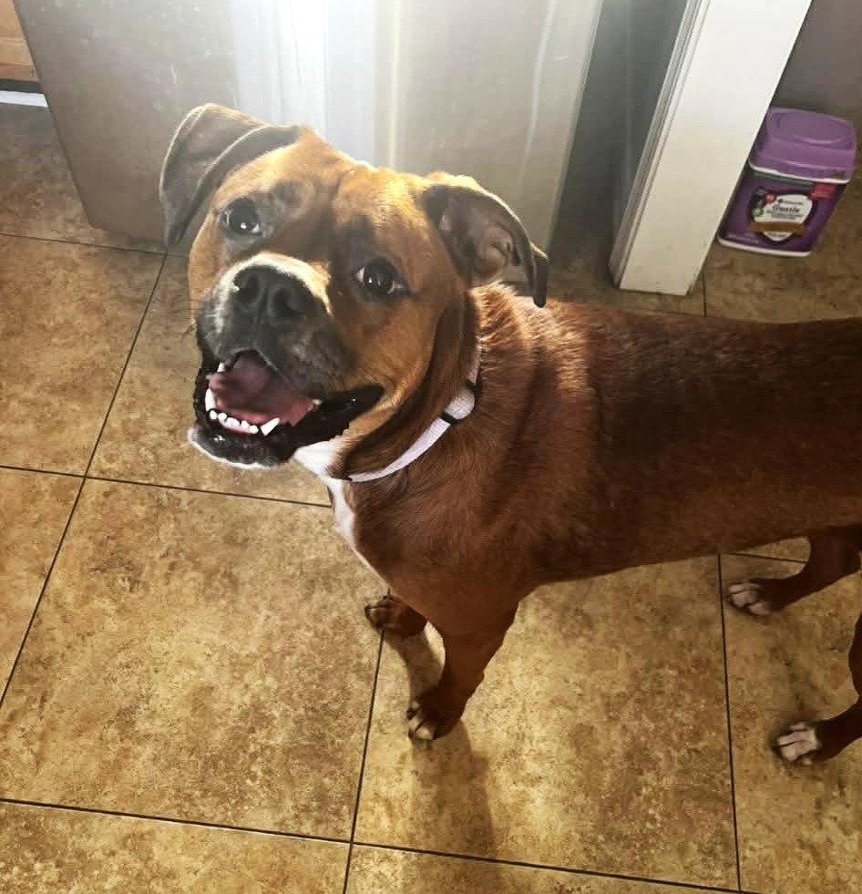 Maple JC in RI, Adoptable, Adult Female Boxer.