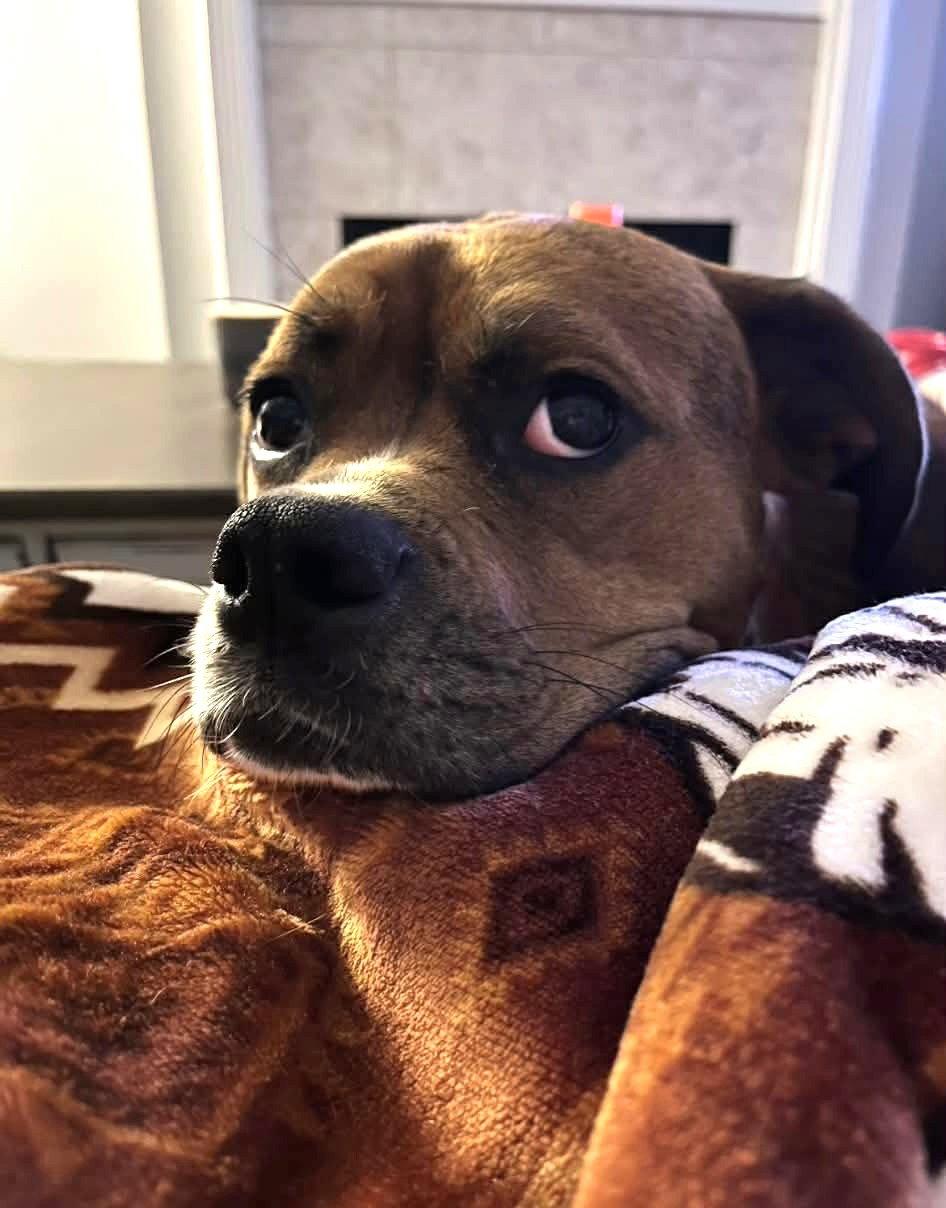 Enlarge Maple JC in RI, a Adoptable Boxer in Warwick, RI image 2/2