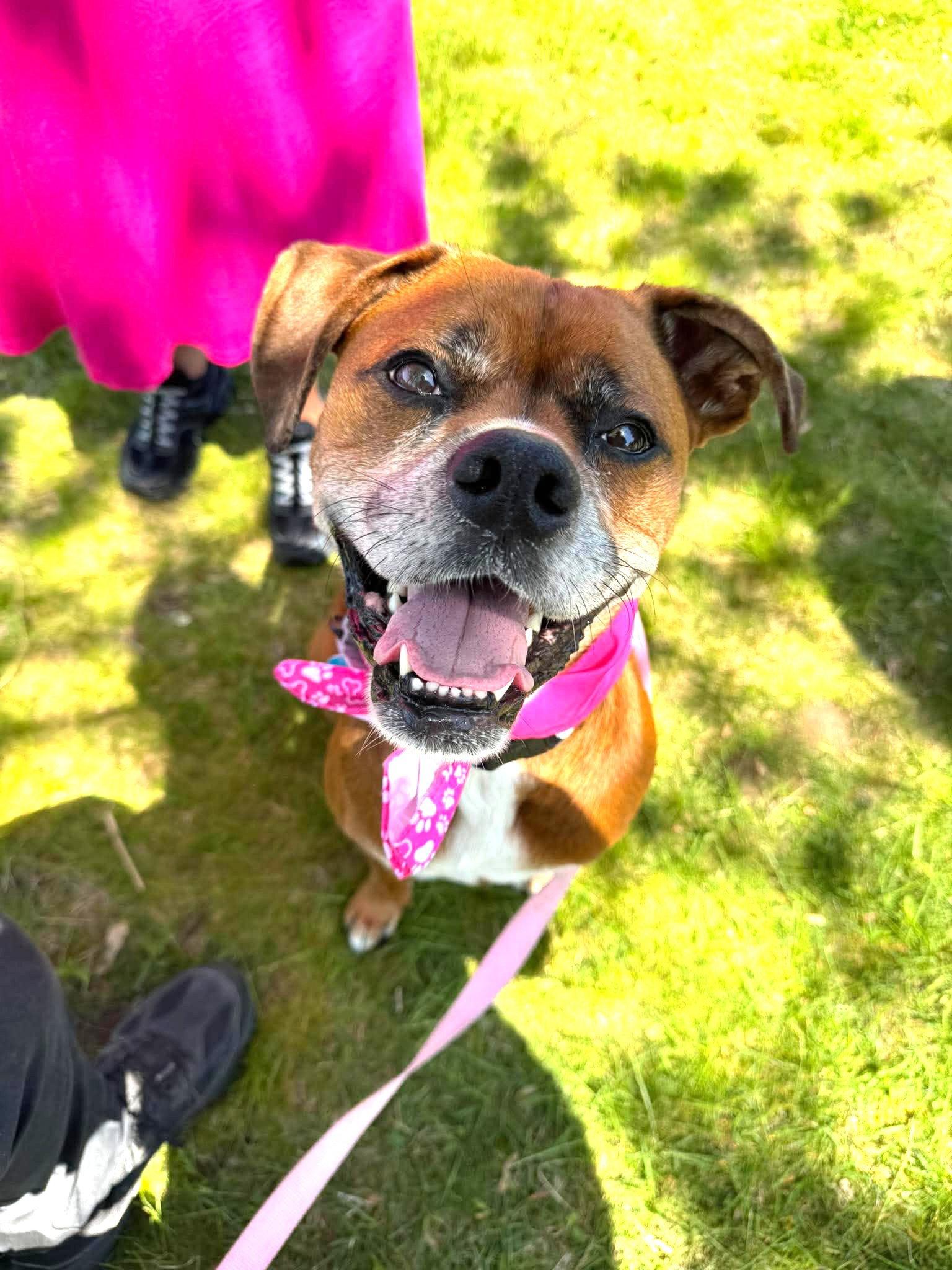 Enlarge Maple JC in RI, a Adoptable Boxer in Warwick, RI image 2/3