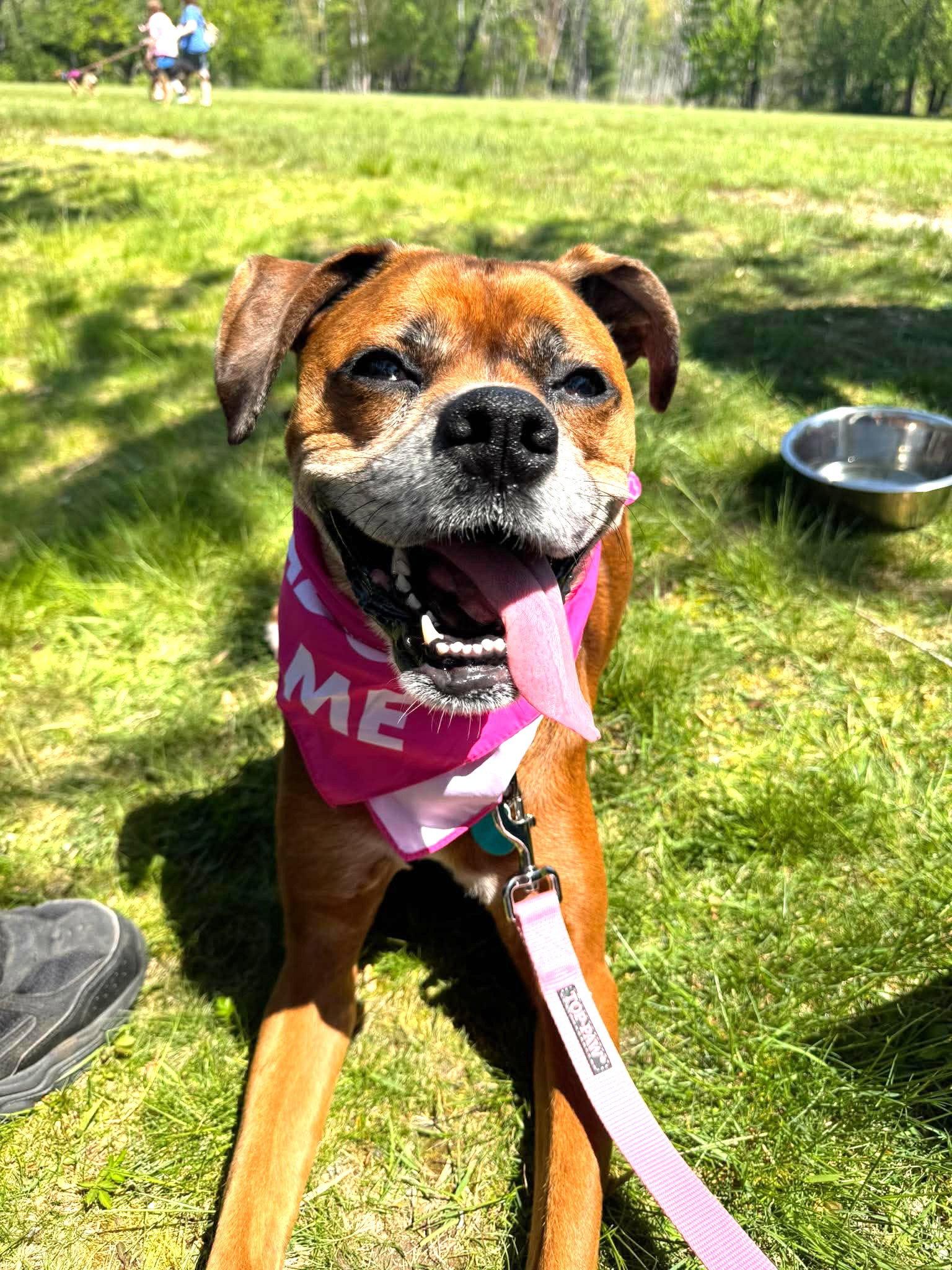 Enlarge Maple JC in RI, a Adoptable Boxer in Warwick, RI image 3/3