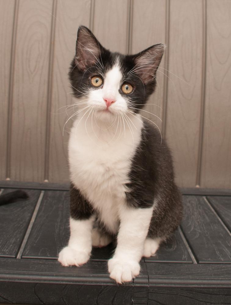 Ganache (gets adopted with Truffle), an adopted Domestic Short Hair in Westminster, CO image 3/4