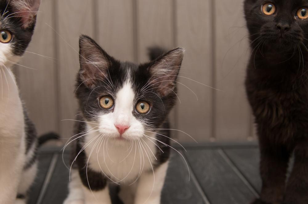 Ganache (gets adopted with Truffle), an adopted Domestic Short Hair in Westminster, CO image 2/4
