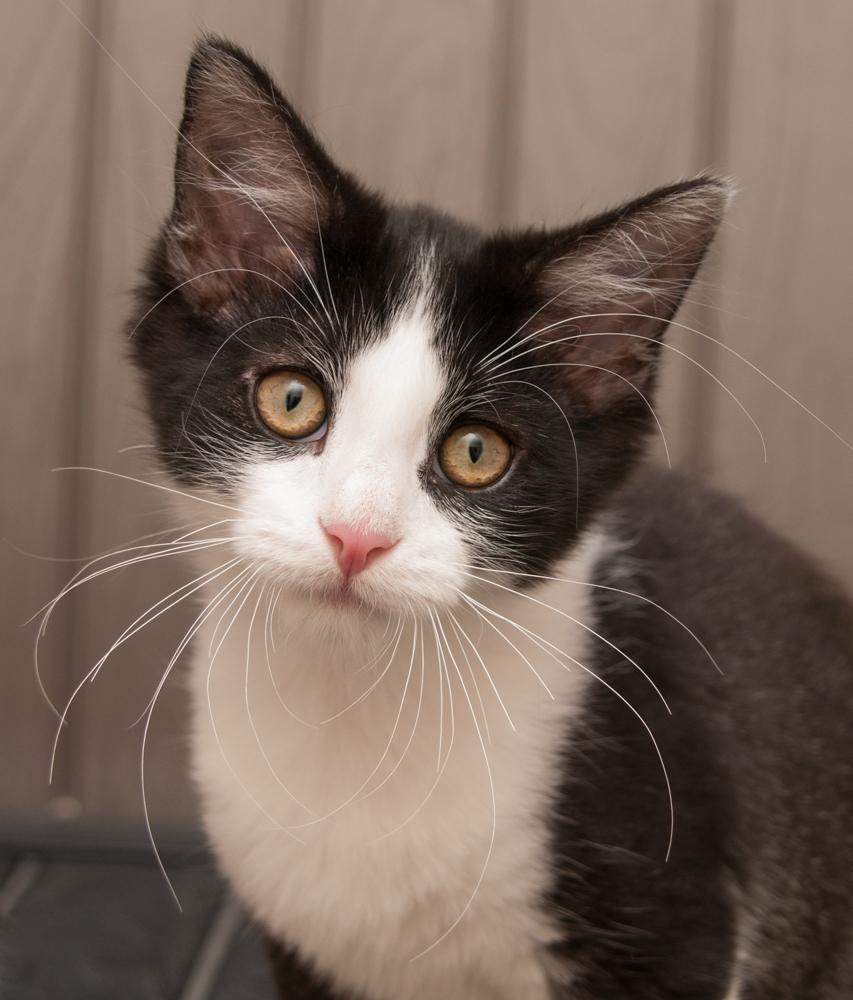 Ganache (gets adopted with Truffle), adopted, Kitten Male Domestic Short Hair.