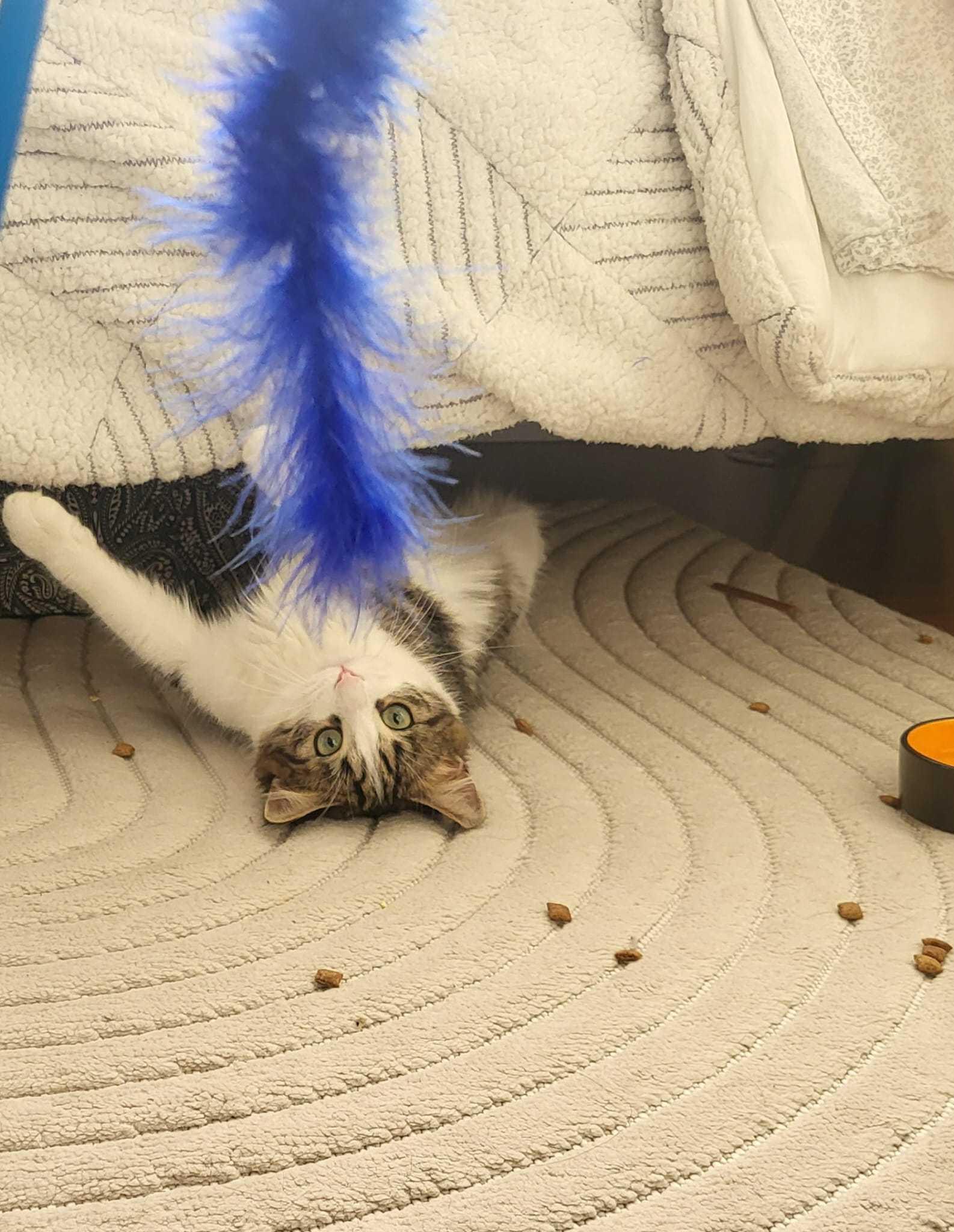 Enlarge Lexi, an adopted Domestic Short Hair in Toronto, ON image 2/3