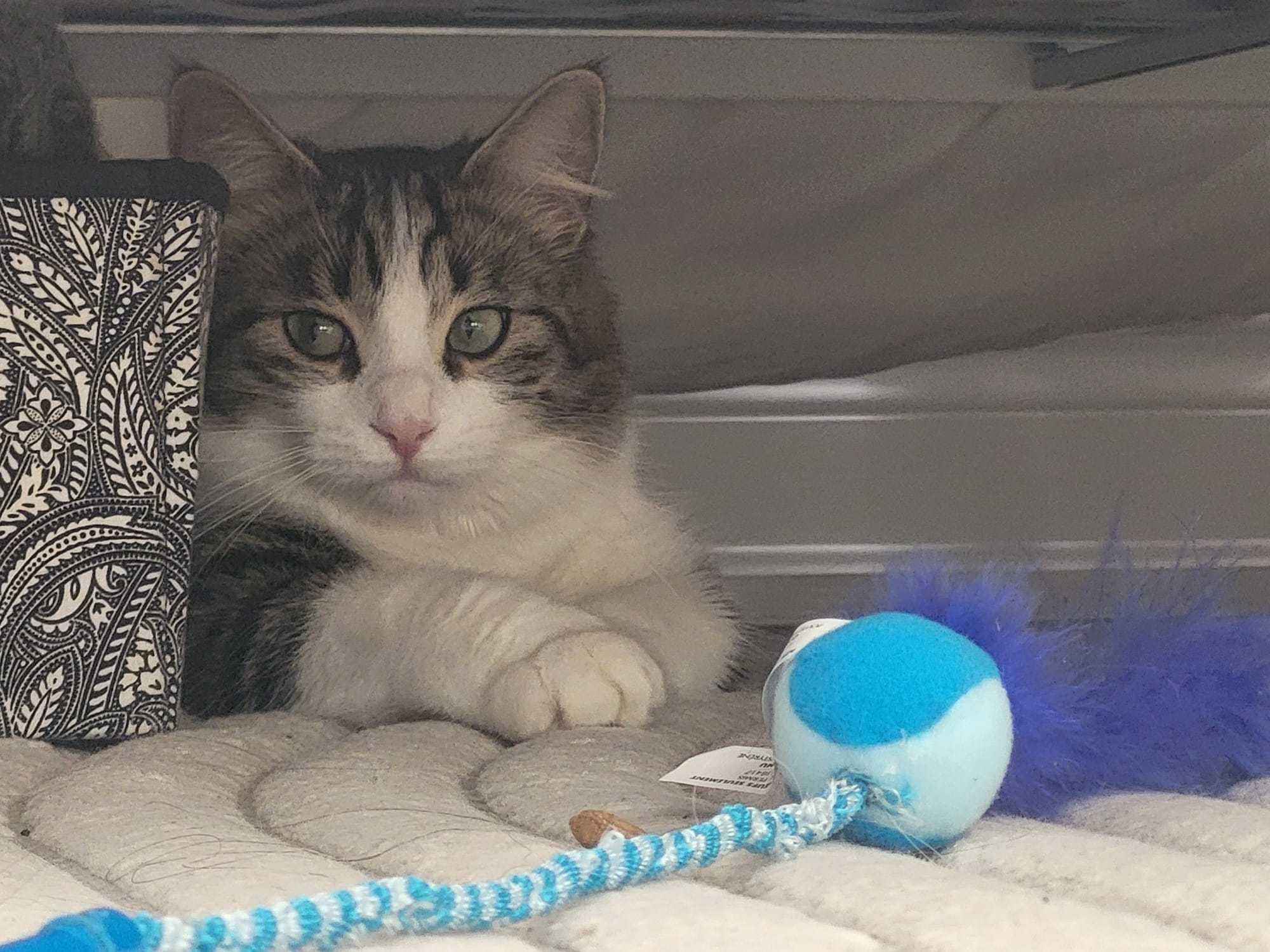 Enlarge Lexi, an adopted Domestic Short Hair in Toronto, ON image 3/3