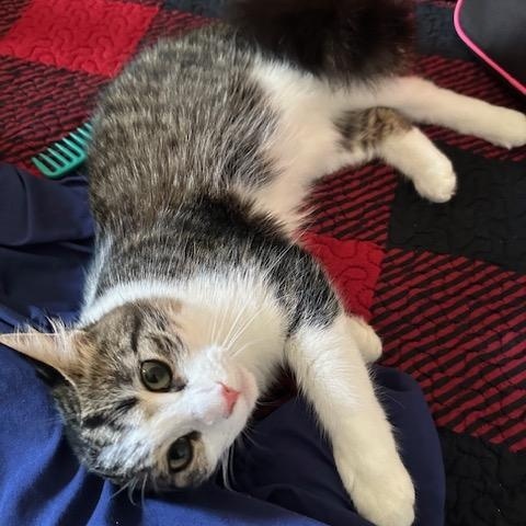 Lexi, adopted, Young Female Domestic Short Hair.