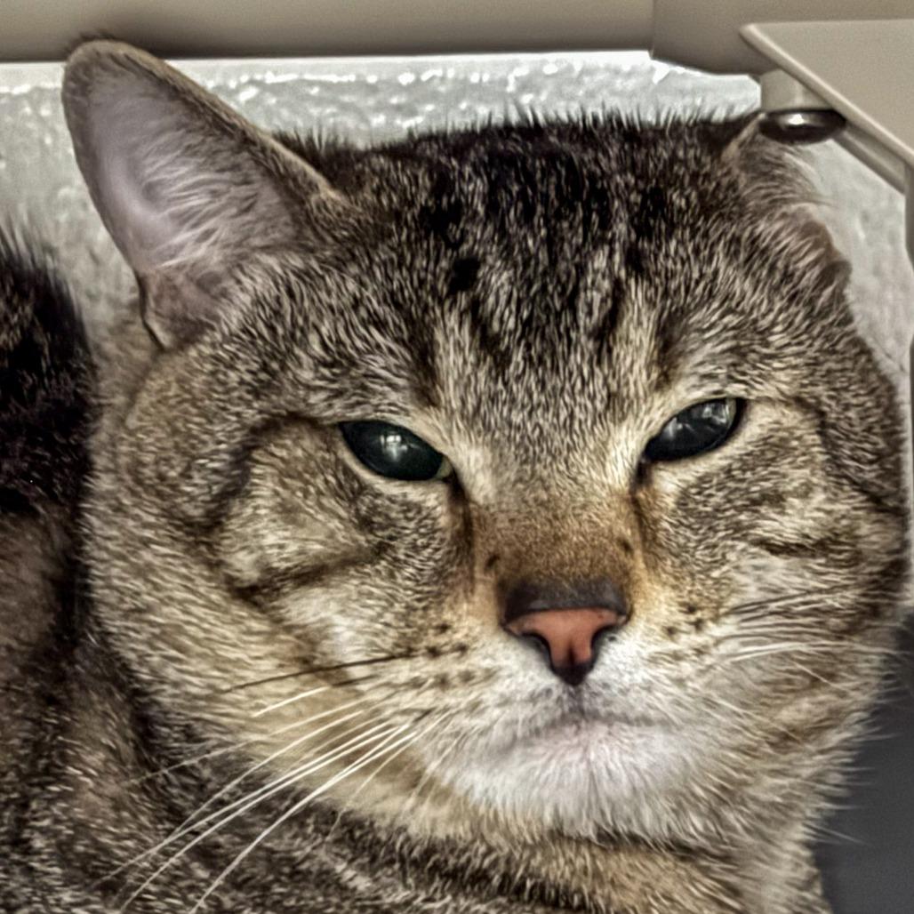 Enlarge Fernandez *Bonded w/ Astro*, a Adoptable Domestic Short Hair in Kennebunk, ME image 1/1