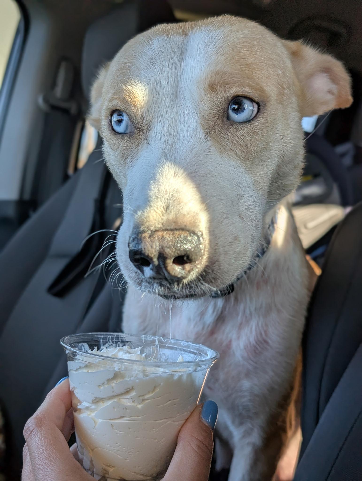 Plum, ADOPTABLE, Young Female Pit Bull Terrier & Husky.