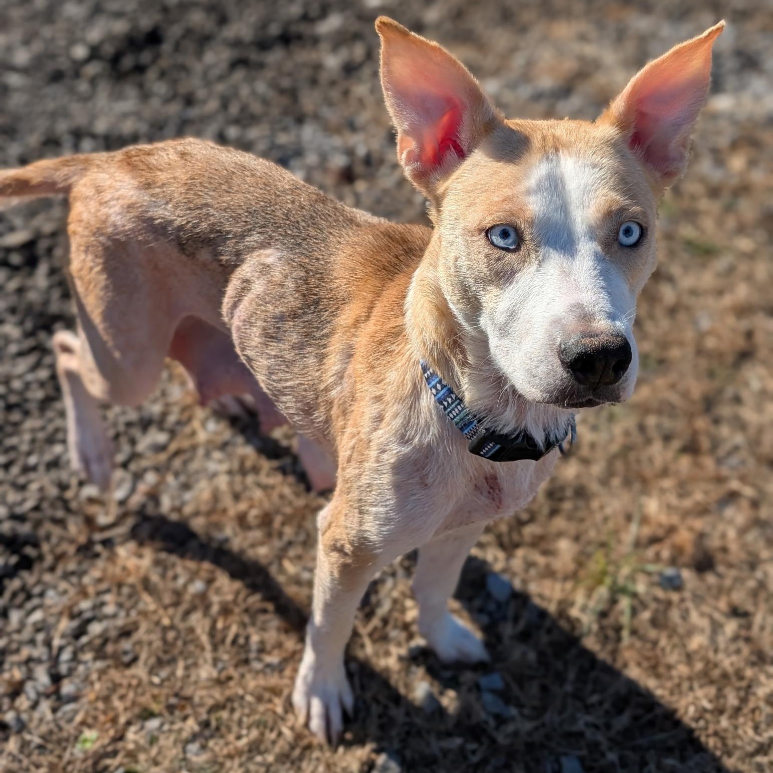 Enlarge Plum, a ADOPTABLE mixed breed in Spring hill, TN image 5/5