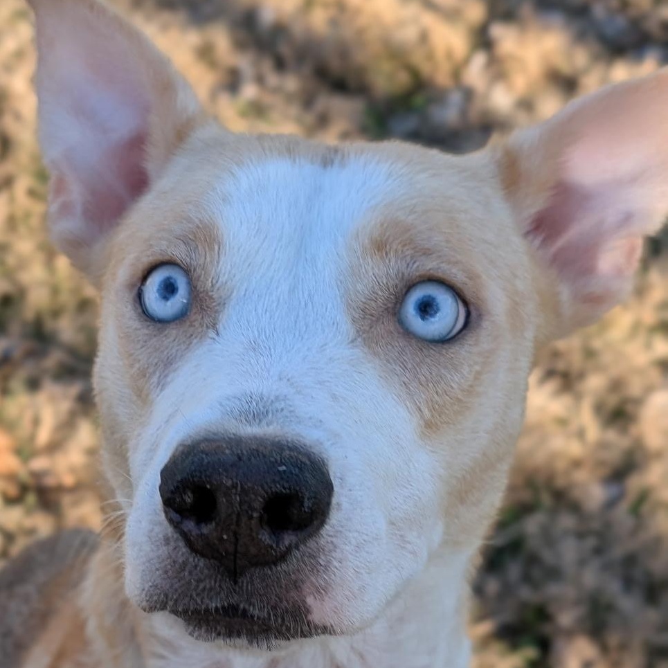 Enlarge Plum, a ADOPTABLE mixed breed in Spring hill, TN image 3/5