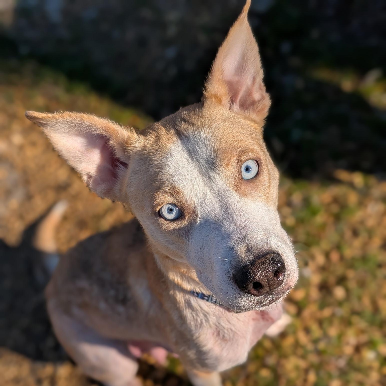Enlarge Plum, a ADOPTABLE mixed breed in Spring hill, TN image 4/5